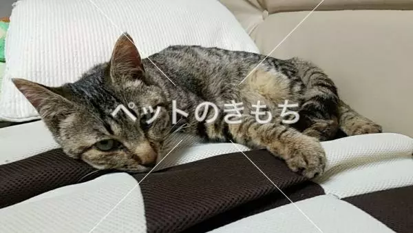 保護猫の画像