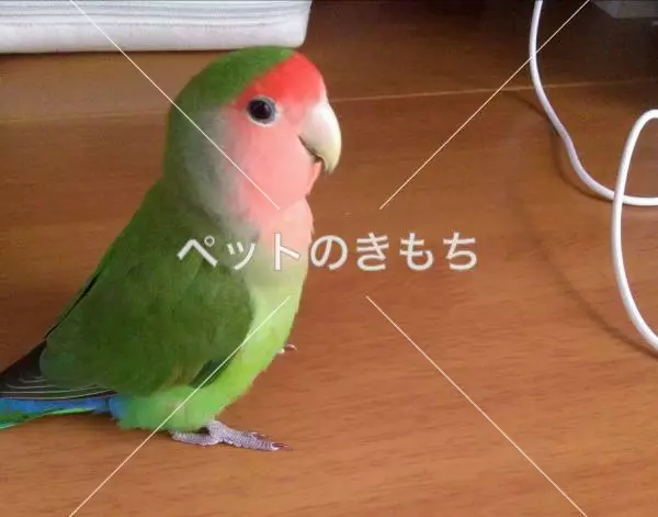 迷子鳥の画像