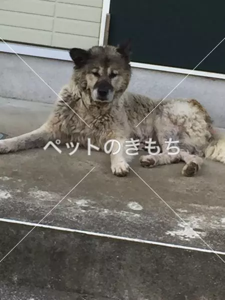 コメント投稿の画像