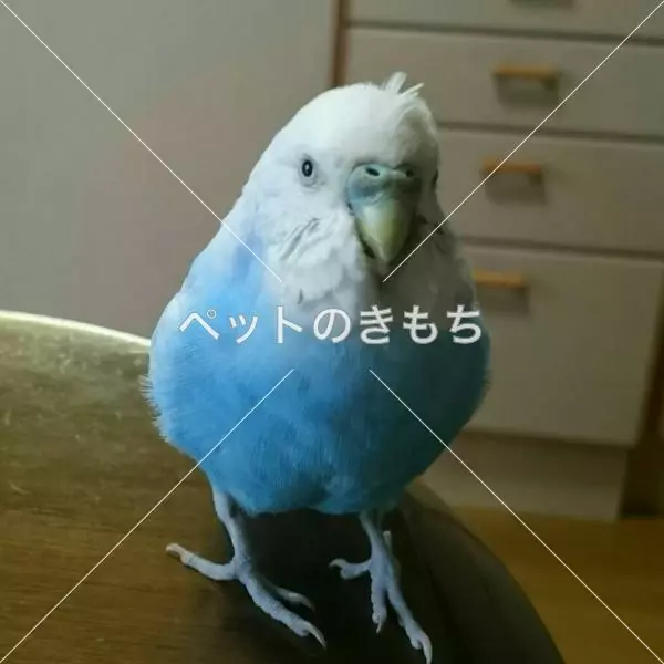 迷子鳥の画像