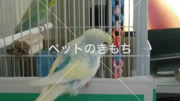 迷子鳥の画像