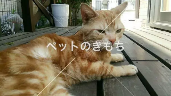 保護猫の画像