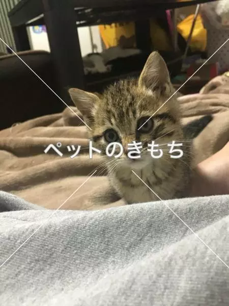 迷子猫の画像