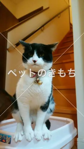 迷子猫の画像