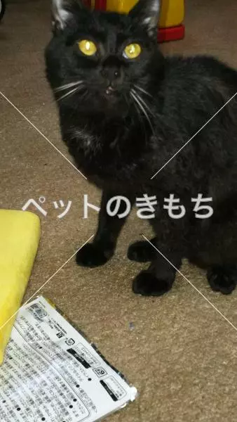 保護猫の画像