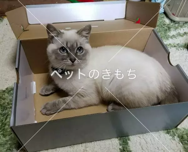 迷子猫の画像