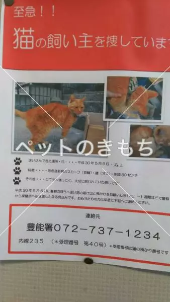 保護猫の画像