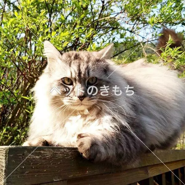 迷子猫の画像