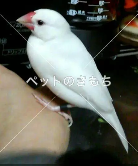 迷子鳥の画像