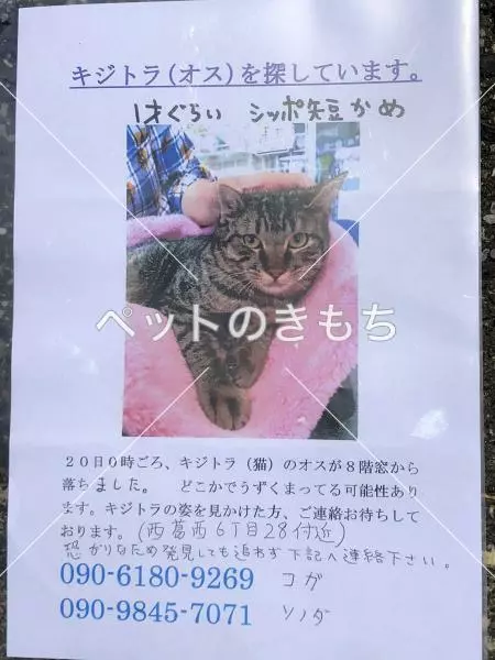 迷子猫の画像