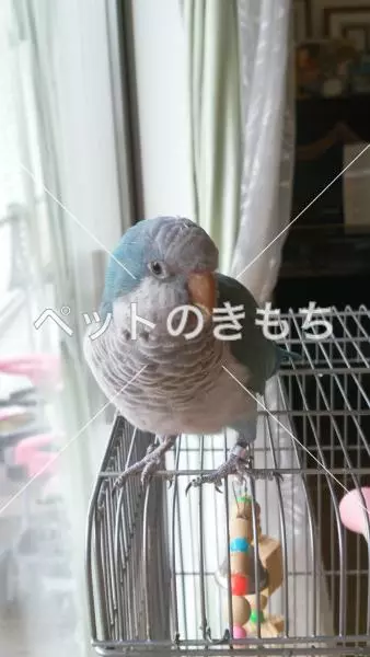 迷子鳥の画像
