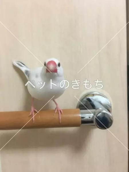 迷子鳥の画像