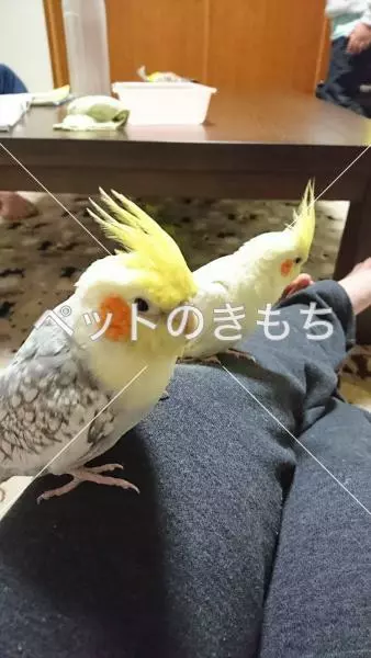迷子鳥の画像