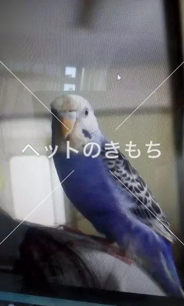 迷子鳥の画像