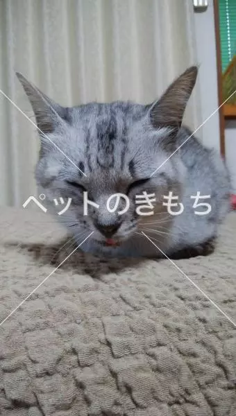 迷子猫の画像