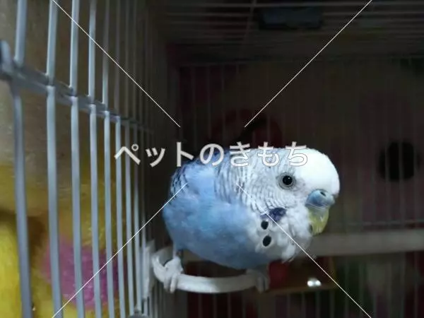 迷子鳥の画像