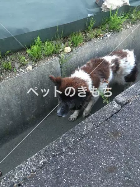 保護犬の画像