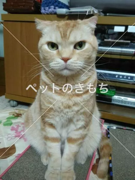 迷子猫の画像