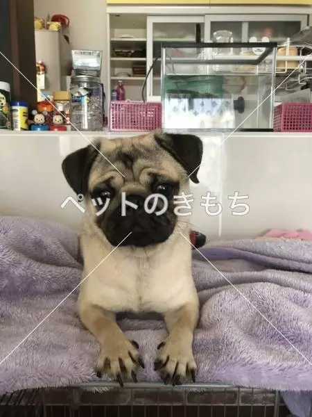 迷子犬の画像