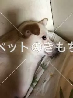 迷子犬の画像