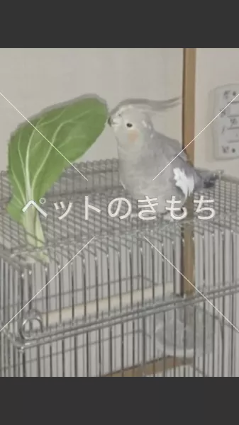 迷子鳥の画像