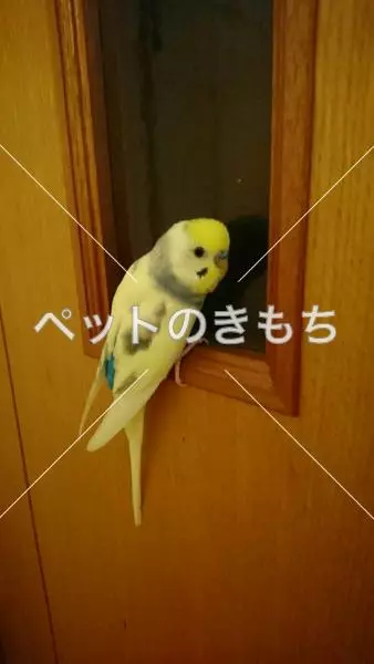 迷子鳥の画像