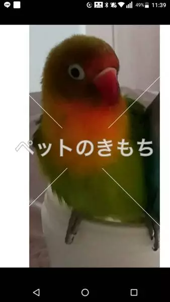 迷子鳥の画像