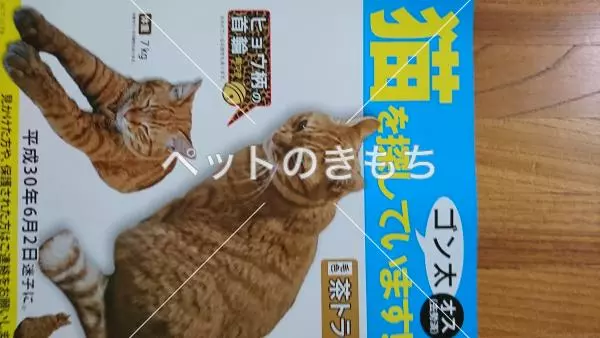迷子猫の画像