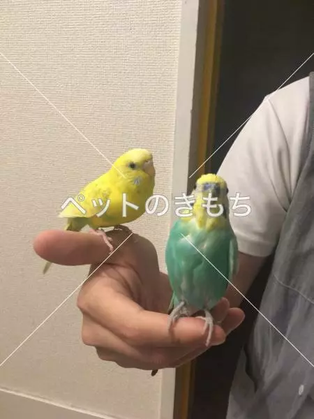 コメント投稿の画像