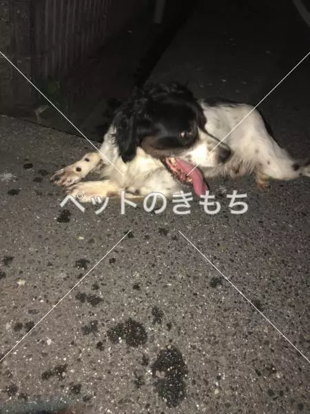 保護犬の画像