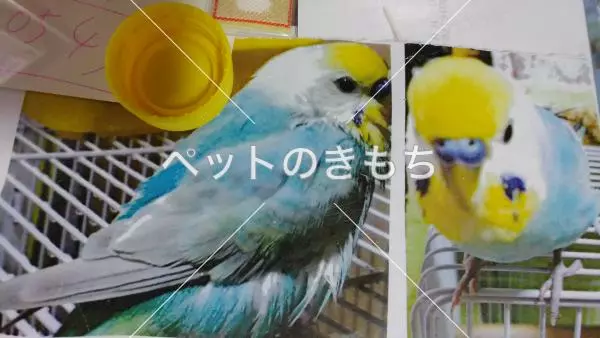 迷子鳥の画像