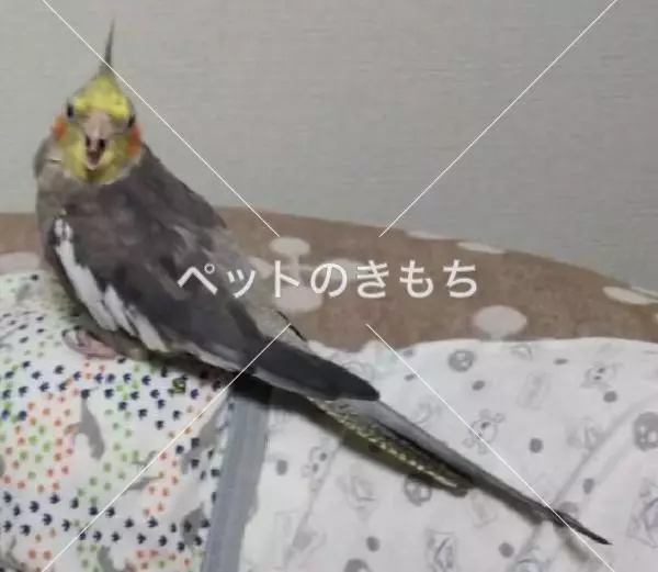 迷子鳥の画像