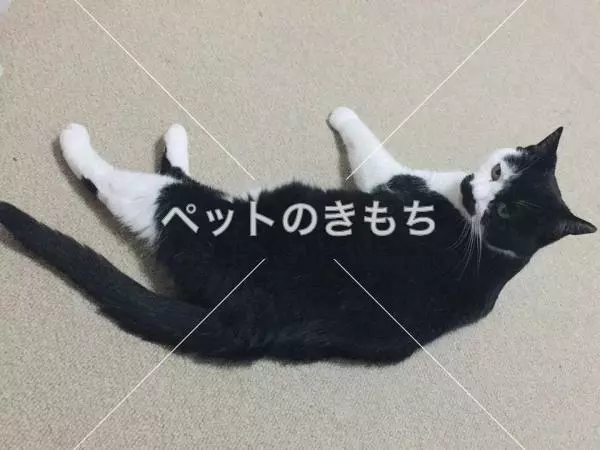 迷子猫の画像