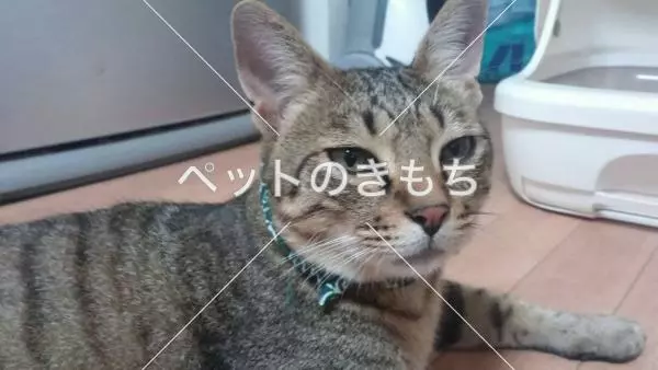 迷子猫の画像
