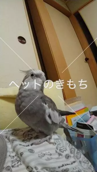 迷子鳥の画像