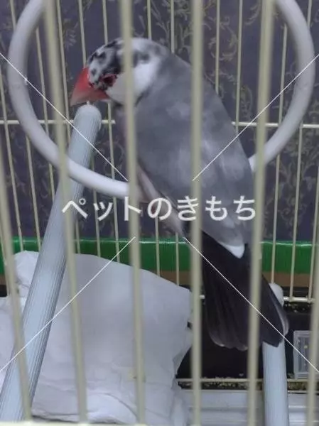 コメント投稿の画像