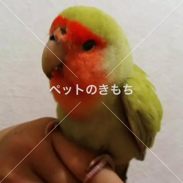 保護鳥の画像