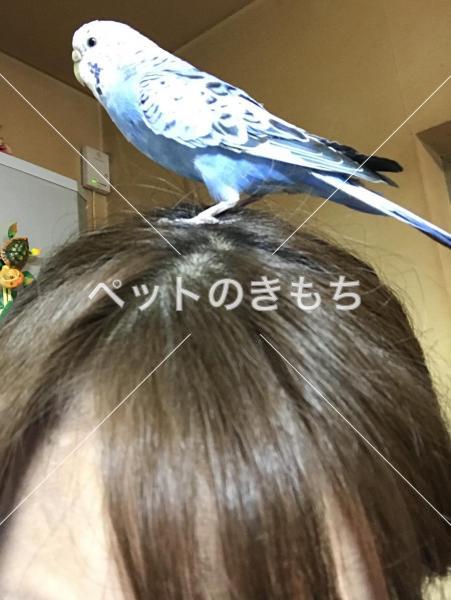 迷子鳥の画像