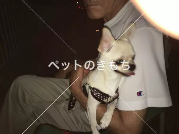 迷子犬の画像