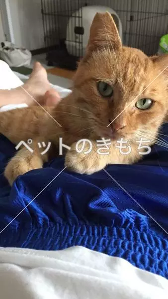 迷子猫の画像