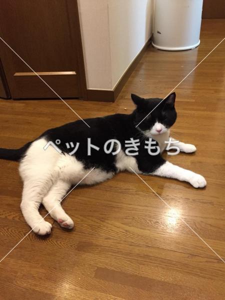 迷子猫の画像