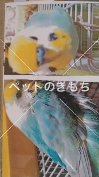 迷子鳥の画像