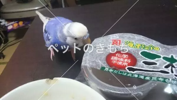 迷子鳥の画像