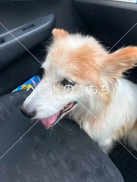 コメント投稿の画像