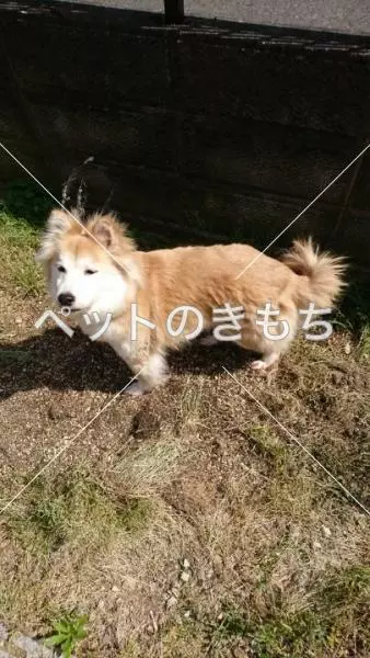迷子犬の画像