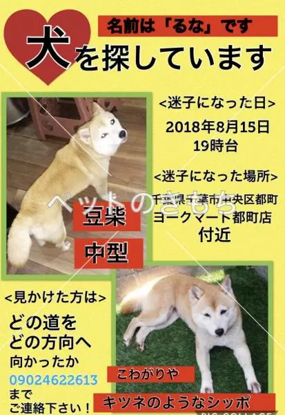 迷子犬の画像