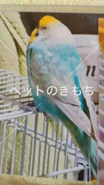 コメント投稿の画像