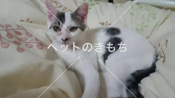 迷子猫の画像