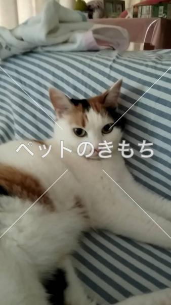 迷子猫の画像