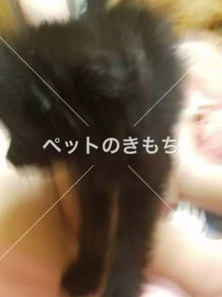 迷子犬の画像